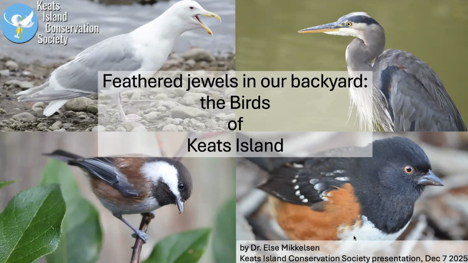 Birds presentation Power Point slides